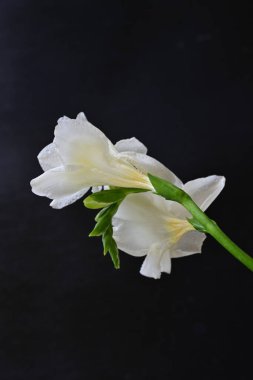 Siyah arkaplanda beyaz frezya çiçeği 