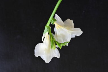 Siyah arkaplanda beyaz frezya çiçeği 