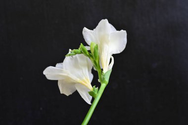 Siyah arkaplanda beyaz frezya çiçeği 