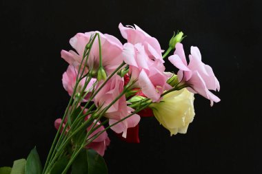 close up eustoma and rose flowers on black background 