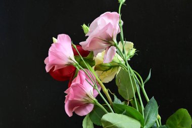 close up eustoma and rose flowers on black background 