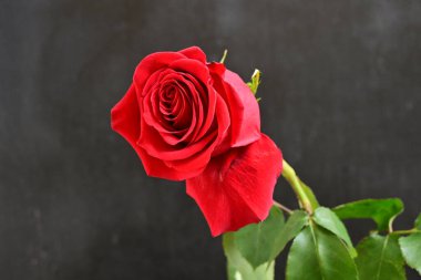 Koyu arka plan üzerinde güzel kırmızı gül 