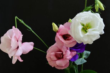 close up eustoma and rose flowers on black background 