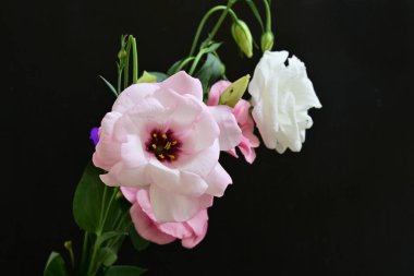 close up eustoma and rose flowers on black background 