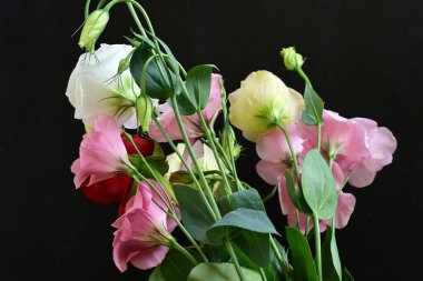 rose and eustoma flowers close up on black background 