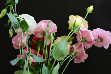 rose and eustoma flowers close up on black background 