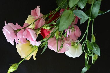 rose and eustoma flowers close up on black background 
