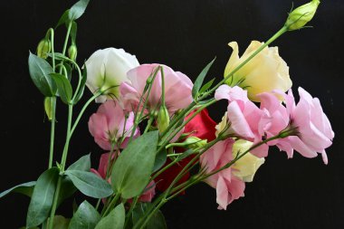 rose and eustoma flowers close up on black background 