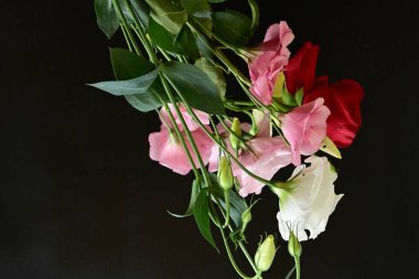 rose and eustoma flowers close up on black background 