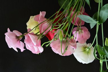 rose and eustoma flowers close up on black background 