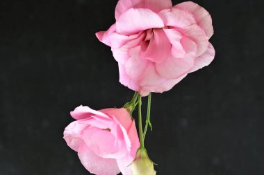 Siyah arka planda pembe östoma çiçekleri.