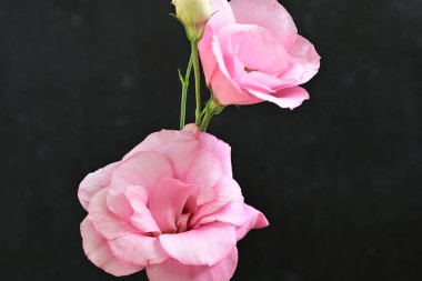 Siyah arka planda pembe östoma çiçekleri.