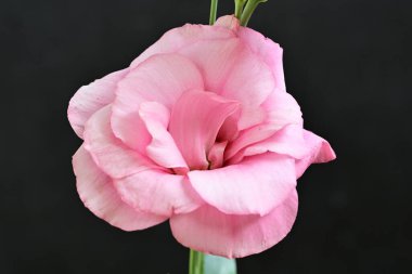 Siyah arka planda pembe östoma çiçekleri.