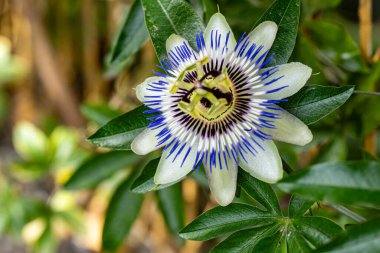 Güzel çiçeğin yakın plan görüntüsü, doğa konsepti.