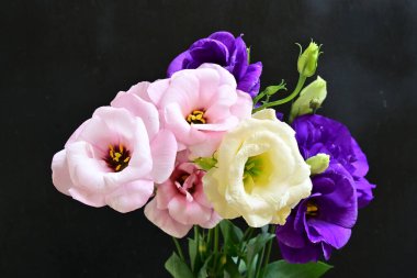 Karanlık arka planda güzel Eustoma çiçekleri, yaz konsepti, yakın görüş 