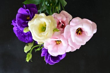 Karanlık arka planda güzel Eustoma çiçekleri, yaz konsepti, yakın görüş 