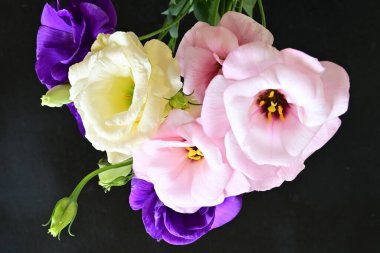 Karanlık arka planda güzel Eustoma çiçekleri, yaz konsepti, yakın görüş 