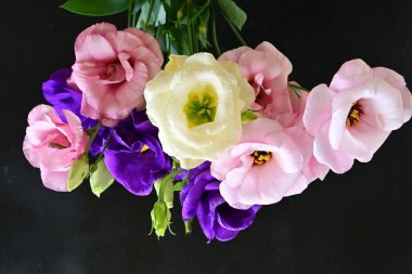 Karanlık arka planda güzel Eustoma çiçekleri, yaz konsepti, yakın görüş 