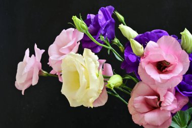 Karanlık arka planda güzel Eustoma çiçekleri, yaz konsepti, yakın görüş 