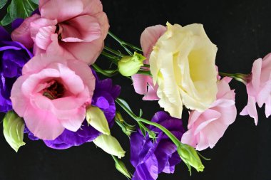 Karanlık arka planda güzel Eustoma çiçekleri, yaz konsepti, yakın görüş 