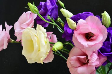 Karanlık arka planda güzel Eustoma çiçekleri, yaz konsepti, yakın görüş 