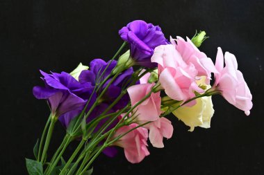 Karanlık arka planda güzel Eustoma çiçekleri, yaz konsepti, yakın görüş 