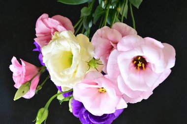 Karanlık arka planda güzel Eustoma çiçekleri, yaz konsepti, yakın görüş 