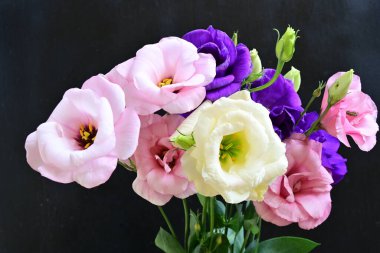 Karanlık arka planda güzel Eustoma çiçekleri, yaz konsepti, yakın görüş 