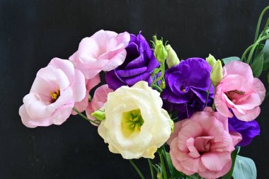 Karanlık arka planda güzel Eustoma çiçekleri, yaz konsepti, yakın görüş 