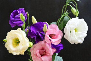 Karanlık arka planda güzel Eustoma çiçekleri, yaz konsepti, yakın görüş 