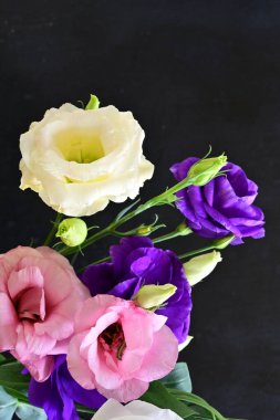 Karanlık arka planda güzel Eustoma çiçekleri, yaz konsepti, yakın görüş 