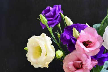 Karanlık arka planda güzel Eustoma çiçekleri, yaz konsepti, yakın görüş 