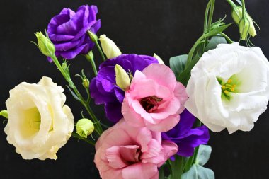 Karanlık arka planda güzel Eustoma çiçekleri, yaz konsepti, yakın görüş 