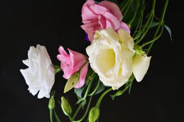 Karanlık arka planda güzel Eustoma çiçekleri, yaz konsepti, yakın görüş 