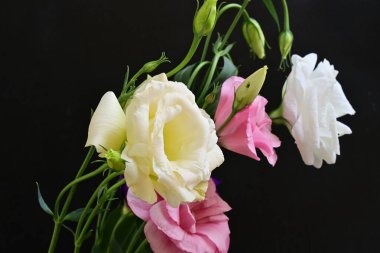 Karanlık arka planda güzel Eustoma çiçekleri, yaz konsepti, yakın görüş 