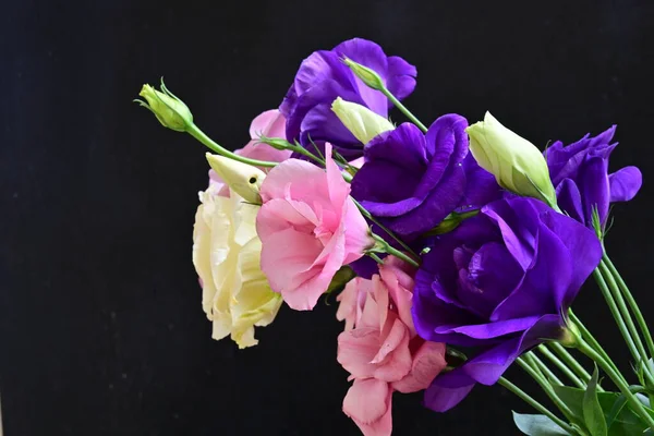 Karanlık arka planda güzel Eustoma çiçekleri, yaz konsepti, yakın görüş 