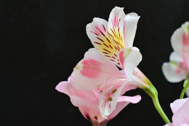 Siyah arka planda narin çiçekleri olan güzel çiçek buketini kapat.         