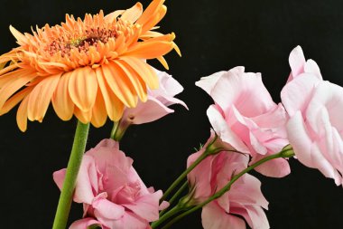 orange gerbera and eustoma flowers on black 