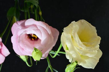 Karanlık arka planda güzel Eustoma çiçekleri, yaz konsepti, yakın görüş 