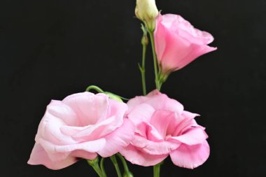 Siyah arkaplanda pembe Eustoma çiçeklerini kapat 