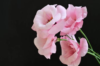 Siyah arkaplanda pembe Eustoma çiçeklerini kapat 