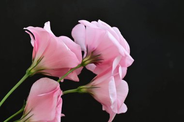 Siyah arkaplanda pembe Eustoma çiçeklerini kapat 