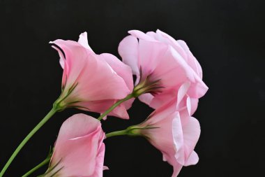 Siyah arkaplanda pembe Eustoma çiçeklerini kapat 