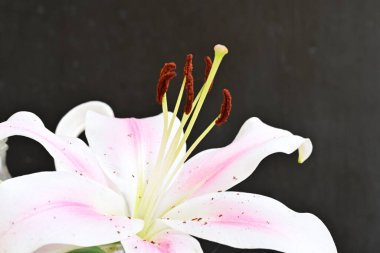 Güzel çiçeğin yakın plan görüntüsü, doğa konsepti.