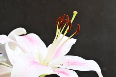 Güzel çiçeğin yakın plan görüntüsü, doğa konsepti.