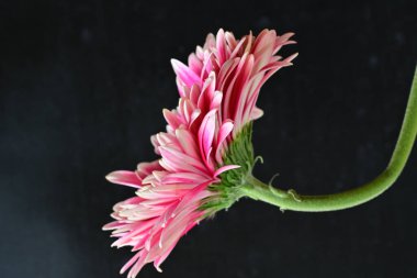 Güzel çiçeğin yakın plan görüntüsü, doğa konsepti.