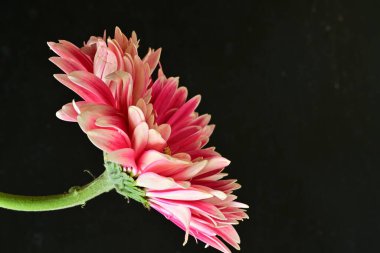 beautiful gerbera flower on black background, close up, close view 