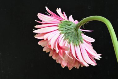 beautiful gerbera flower on black background, close up, close view 