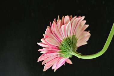 beautiful gerbera flower on black background, close up, close view 