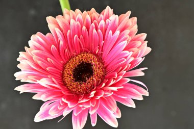 beautiful gerbera flower on black background, close up, close view 